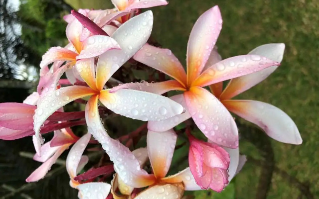 Villa Kalista Luxury Villas