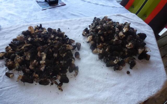 Little Black Bear Lodge/B&B