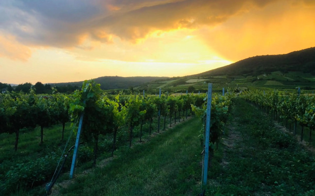 Appartment Rosengarten