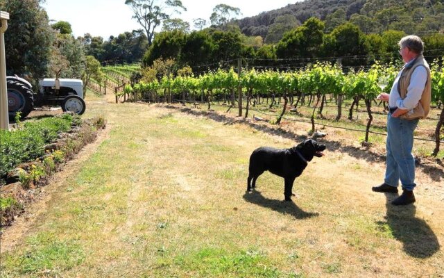 Every Man and His Dog Vineyard