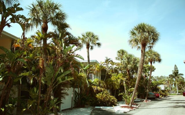 Coquina On The Beach