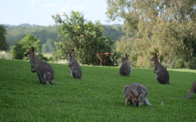 Mary Valley Views B + B