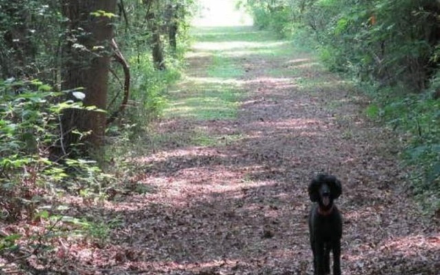Oak Grove Bed and Breakfast