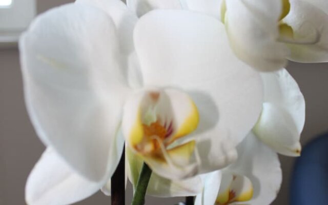 Ferienwohnung Orchidee