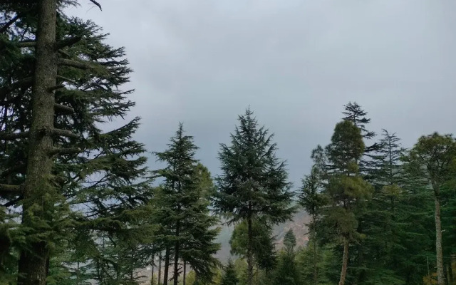 The Alpine Vista