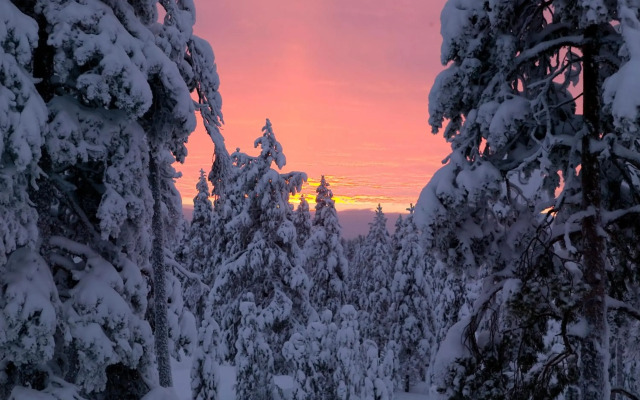 Arctic TreeHouse Hotel