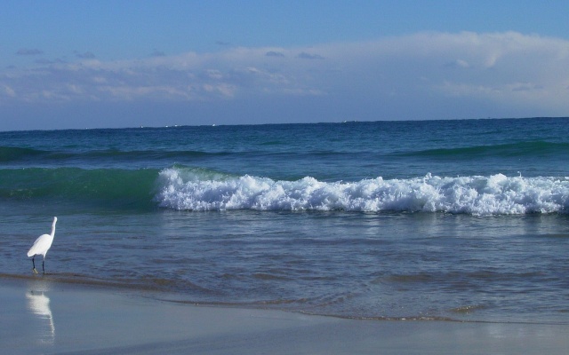 Sunshine Shirako New