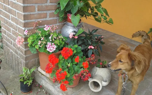 Bed and Breakfast Bellavista