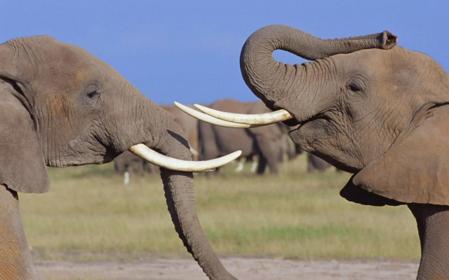 Ol Tukai Lodge Amboseli
