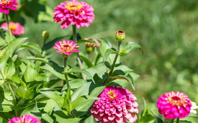 Tonina - house with patio, jacuzzi, free parking