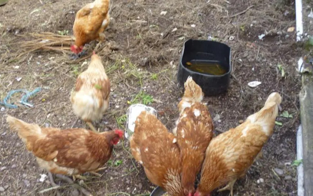 Green Isle Farmhouse