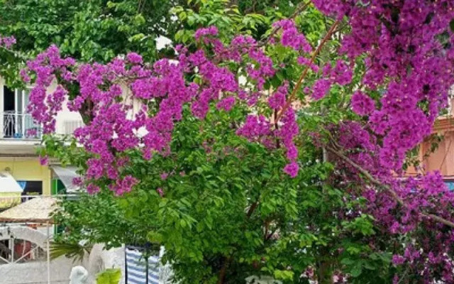 Villa Fortin Pansiyon