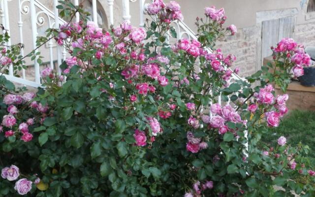 Pivoines