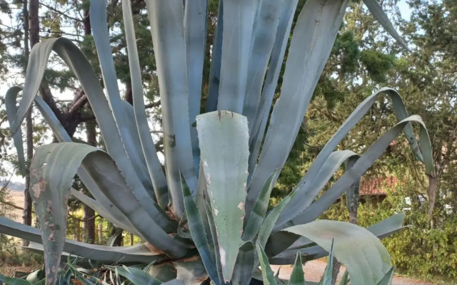 The Papavero Apartment-Appartamento Papavero