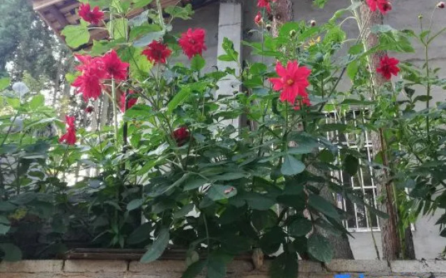 Shizhulinyoujubishushanzhuang