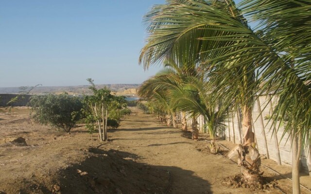 Buenavista Lobitos