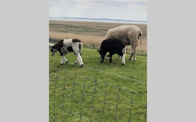 Wilhelms Havenkoje - gemütliches Innenstadtappartment