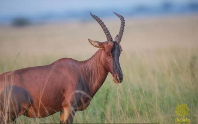 Ihamba Lakeside Safari Lodge