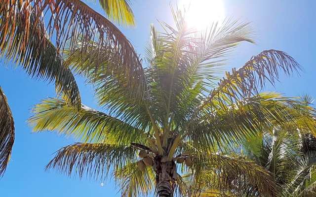 Zoiseaux Paradis