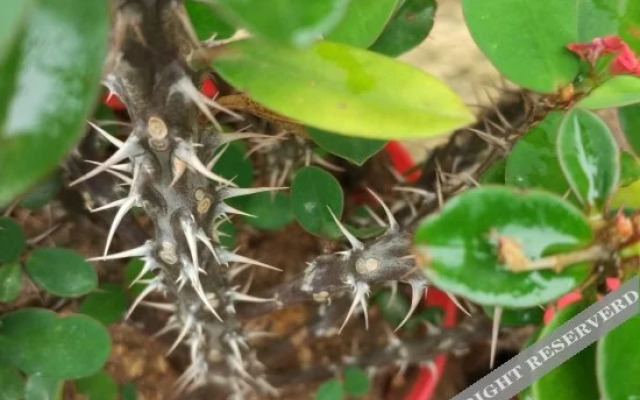 Songyang Yunshang Pingtian Boutique B&B