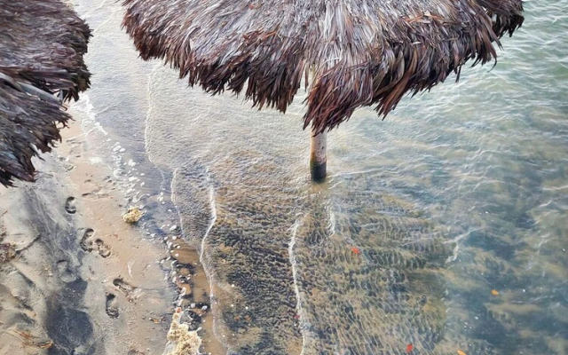 Paradise Suit Sal Premium