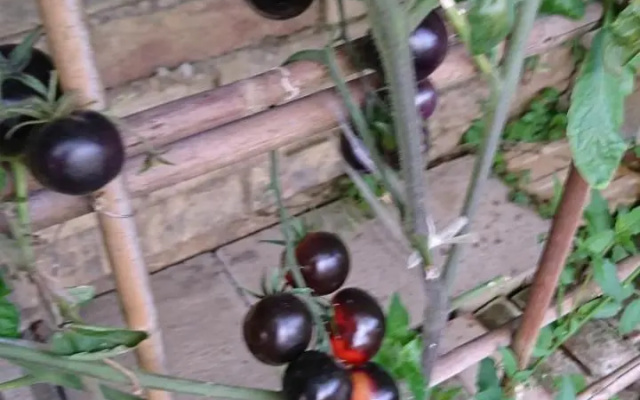 Garden Hostel