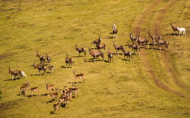 Intle Game Lodge