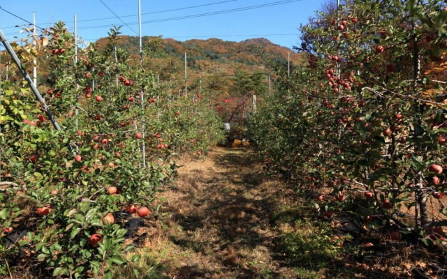 Apple farm stay