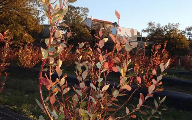 Quinta dos Carvalhais