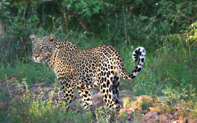 Karongwe Portfolio - Becks Safari Lodge