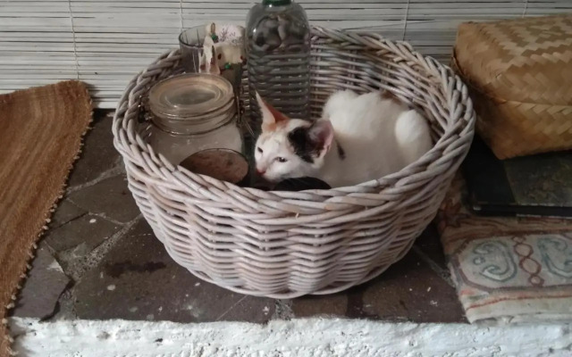 Shady Grove Healing Centre and Homestay