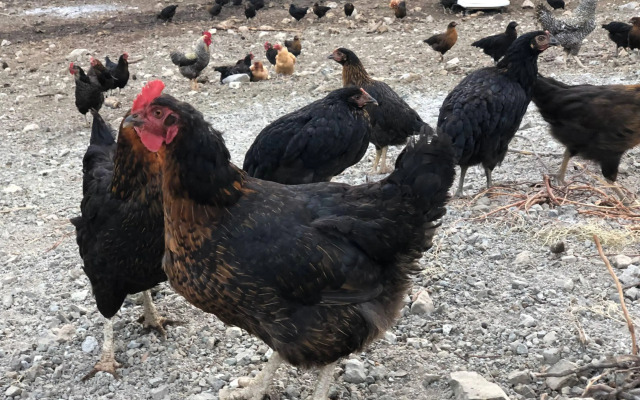 Durusu Ciftlik Evleri