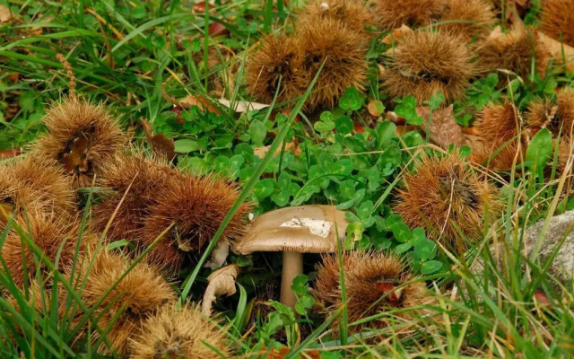 A stay surrounded by greenery - Agriturismo La Piaggia -