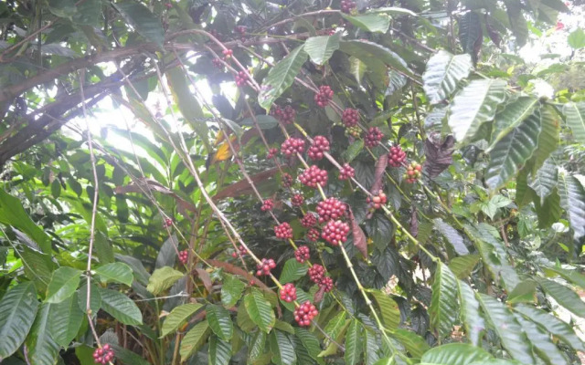 Arabian Nights Munnar