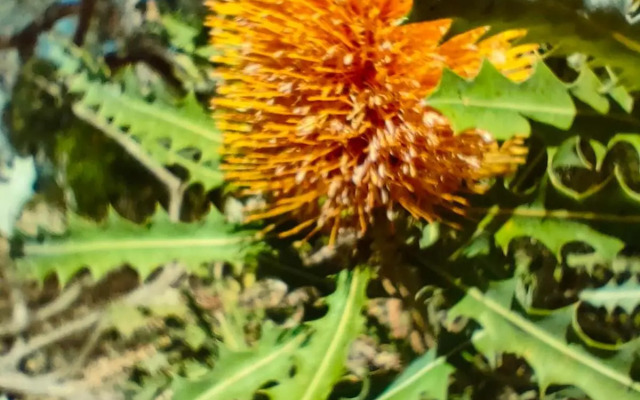 Yanchep Seaside Cottage