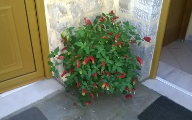 Lamprou