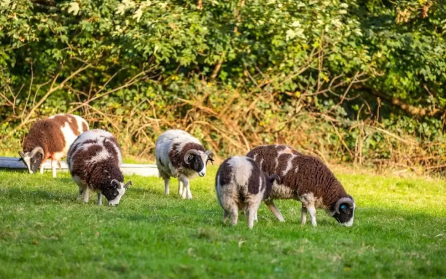 Kendal - Gothic Hall - Luxury Rooms or Apartment