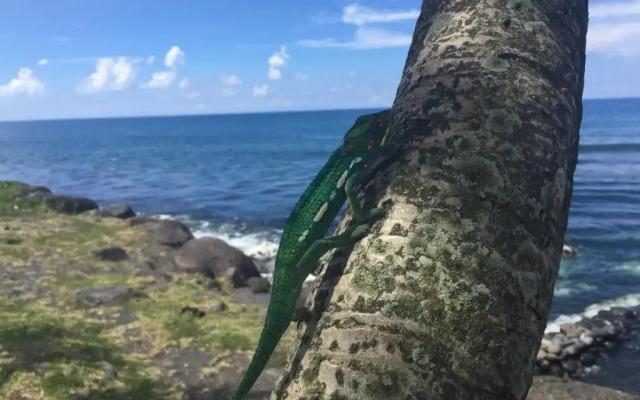 Fleur des iles
