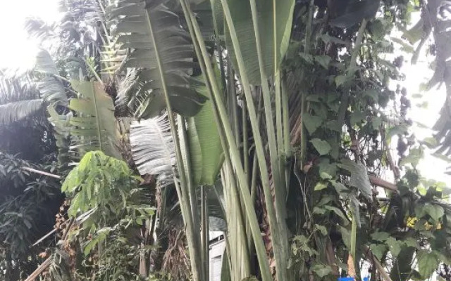 Xishuangbanna Jinghong Weihong Grand Hotel (Airport)