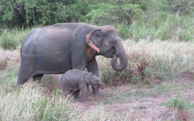 Explorer by Eco Team - Wasgamuwa National Park