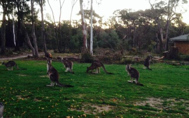 Kyneton Bushland Resort