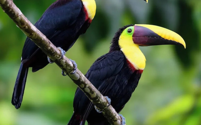 Villa Bruno - Terrace - Jungle - Birdwatching