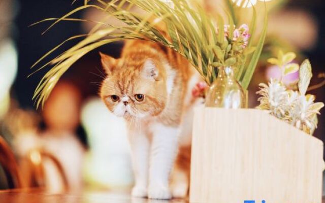 SeeSea｜ Vintage Garden Oceanfront Boutique Hotel