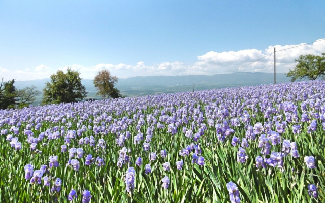 Belvedere Pulicciano
