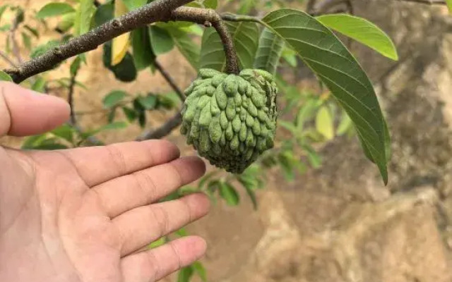 Taining Extraordinary Companion Mountain Residence