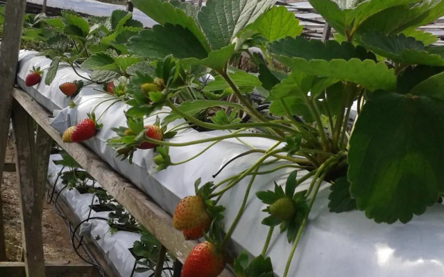 Strawberry Garden Hotel