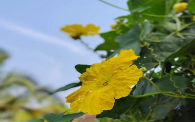 Surve Natures Resort