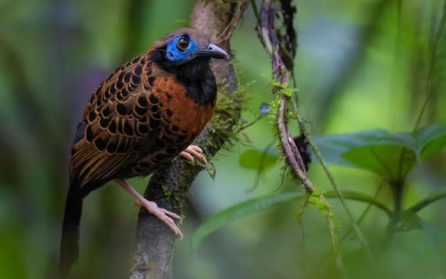 Serenity Rainforest Condos