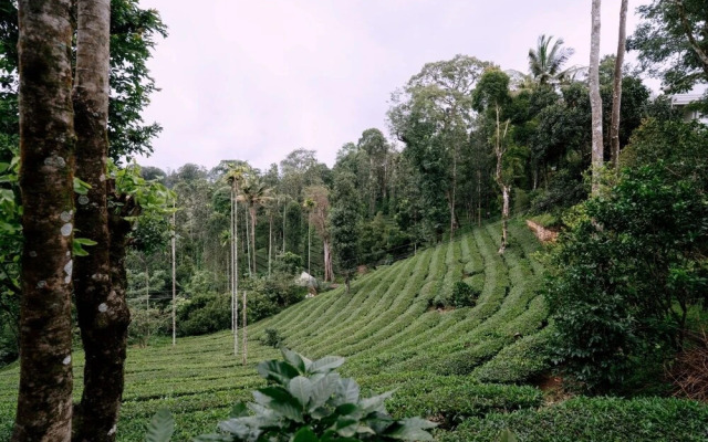 The Feel Munnar Resort