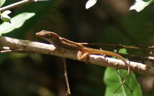 Mini Pini Birdwatching and Cenote Loft4 you Only
